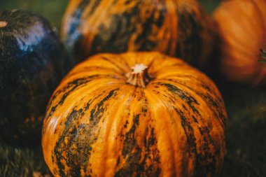 Çimlerin üzerinde kabaklar