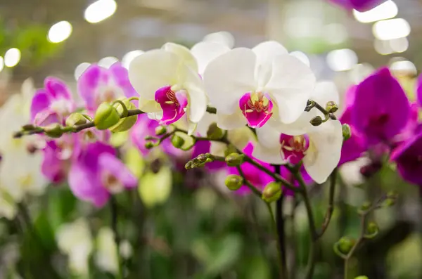 Arka planda çiçek açan orkideler