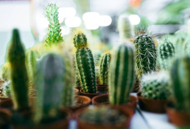 Farklı şekil ve boyutlardaki kaktüslerin arkaplanı
