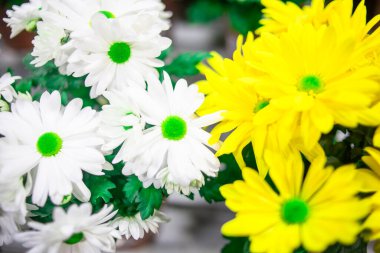 Sarı ve beyaz krizantem