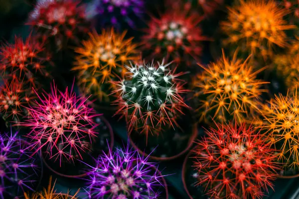 Arka planda renkli kaktüslerin bir karışımı