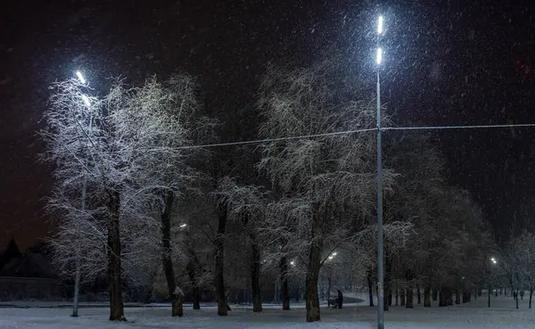 Kış karla kaplı park ağaçları 