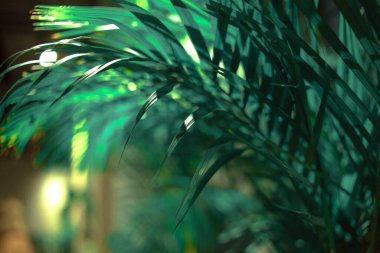 Palm Leaves Kapanış arkaplanı