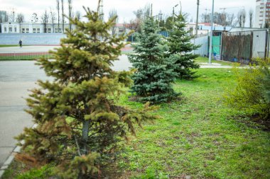 Bahçedeki genç thuja ağacı
