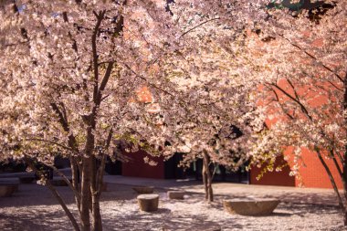  Güneşli bir bahar gününde bahçede açan kiraz çiçekleri.
