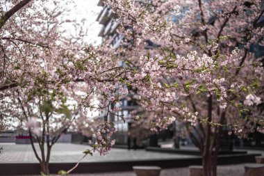 Modern bir binanın önünde kiraz çiçekleri açıyor.