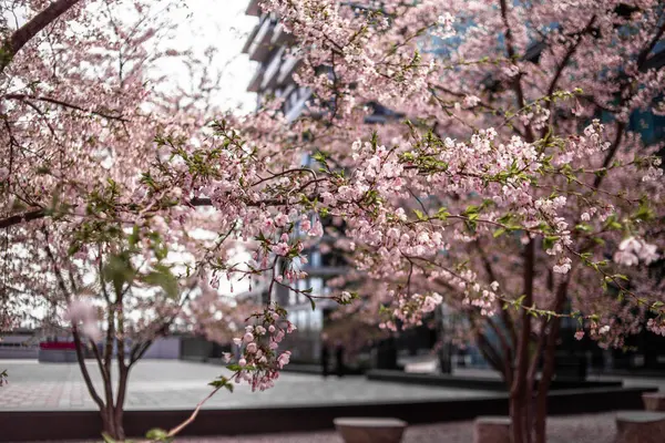 Modern bir binanın önünde kiraz çiçekleri açıyor.