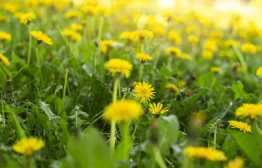 Yaz ve bahar kompozisyonu Karahindiba. Sıcak ve güneşli.