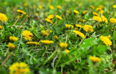 Yaz ve bahar kompozisyonu Karahindiba. Sıcak ve güneşli.