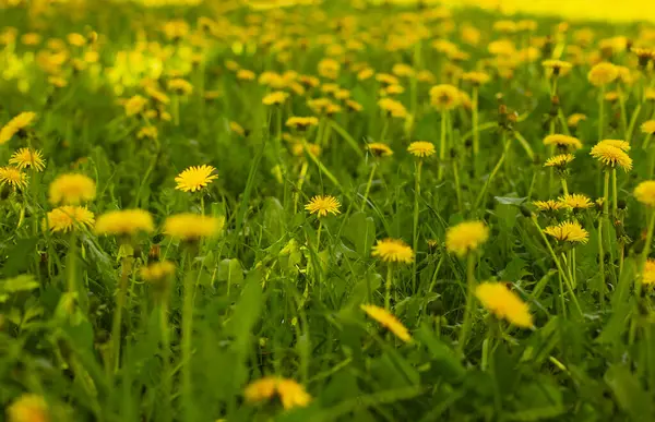 Yaz ve bahar kompozisyonu Karahindiba. Sıcak ve güneşli.