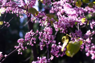 İlkbaharda bir ağaç dalında açan narin pembe çiçekler. Yumuşak güneş ışığı filtreleniyor ve bulanık bir bokeh arka planı var. Huzurlu, rüya gibi bir atmosfer ekliyor.