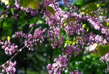 İlkbaharda bir ağaç dalında açan narin pembe çiçekler. Yumuşak güneş ışığı filtreleniyor ve bulanık bir bokeh arka planı var. Huzurlu, rüya gibi bir atmosfer ekliyor.
