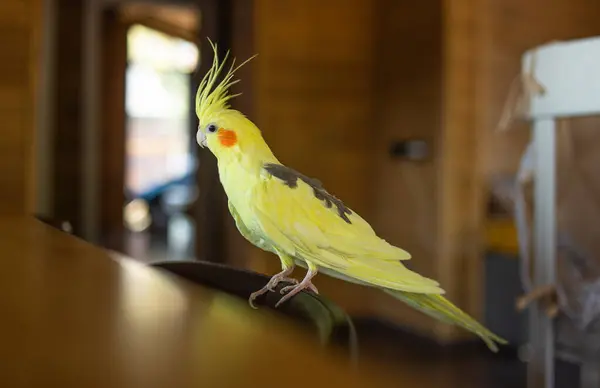 Sarı Cockatiel Papağanı Kapalı Bir Sandalyede