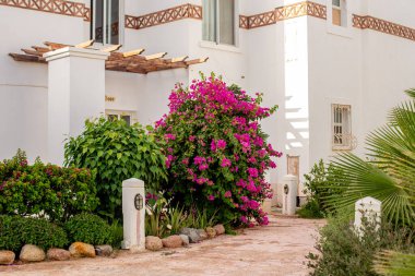 Canlı pembe begonviller Akdeniz tarzı beyaz bir binanın önünde çiçek açıyor.