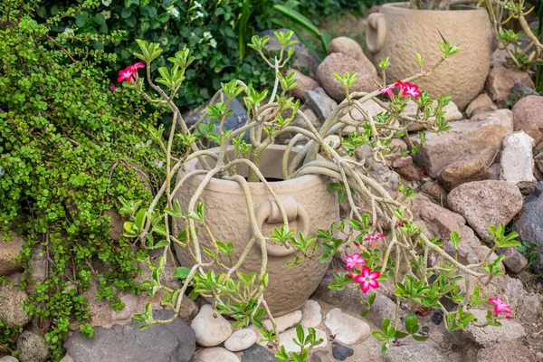 Bir çöl gülünün çarpık kökleri pembe çiçeklerle süslü bir çömlekten yetişiyor..