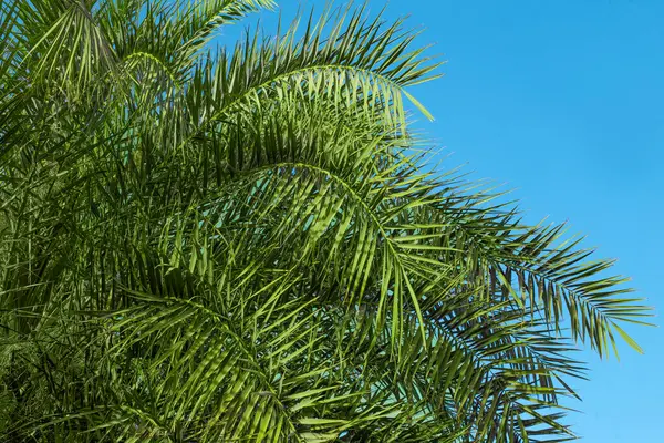 Palmiye dalları mavi yaz gökyüzüne, doğa arka planlarına ve dokularına karşı