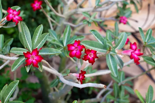 Pembe bir çöl gülüne yakın çekim Adenyum çiçeği solgun, kuru bir dalda çiçek açıyor, yumuşak odak arkaplanı