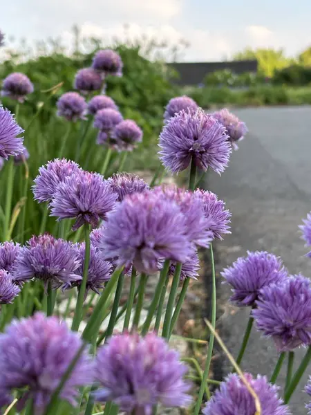  Kırsal Yol Boyunca Mor Çiçekli Yaz Çiçeklerinde Yol Kenarı Çiçekleri