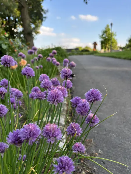  Kırsal Yol Boyunca Mor Çiçekli Yaz Çiçeklerinde Yol Kenarı Çiçekleri