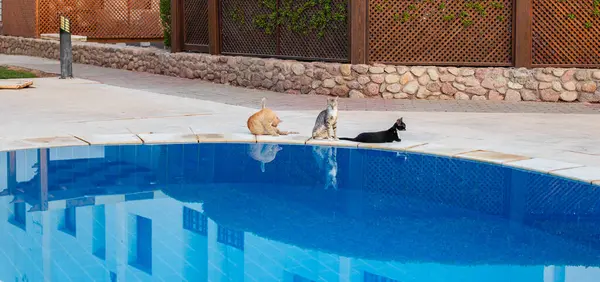 Kediler havuz kenarında takılıyor.