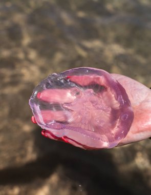 Açık deniz altyapısı olan tek pembe denizanası.