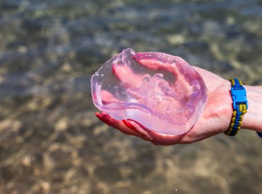 pink jellyfish in hand with clear sea background