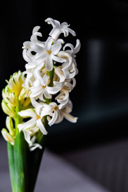 Bahar. Çiçek bahçıvanlığı. Çiçek açan sümbüller