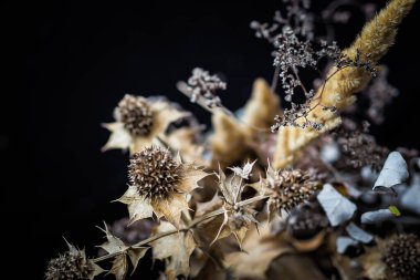 Keskin dikenli sonbahar çiçekleri. Kurumuş çiçekler yabani bitkiler