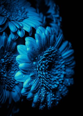 mavi kasımpatı çiçek makrosu