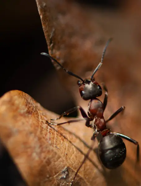close up view of a red ant