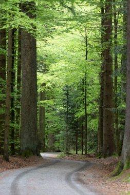 Ağaçların ortasındaki orman yolu.