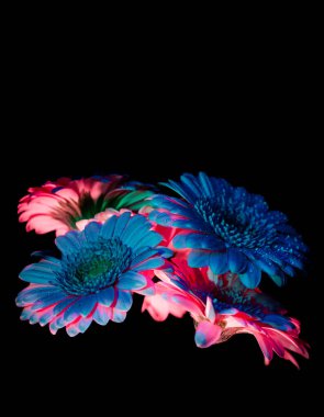 Siyah izole edilmiş arkaplanda renk çiçeği.