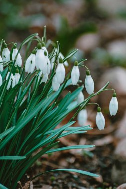 Bahar bahçesinde kar damlası çiçekleri.