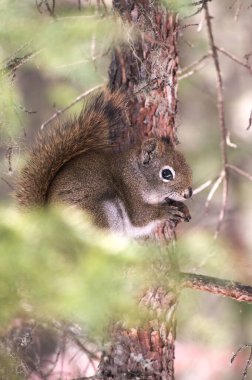 Sincap ağaçta fındık yiyor.