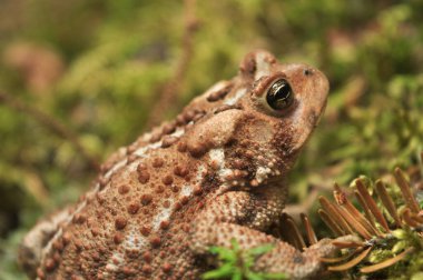 Orman kurbağası makro çekim 2