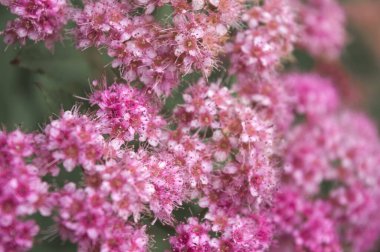 Yüzlerce minik çiçek