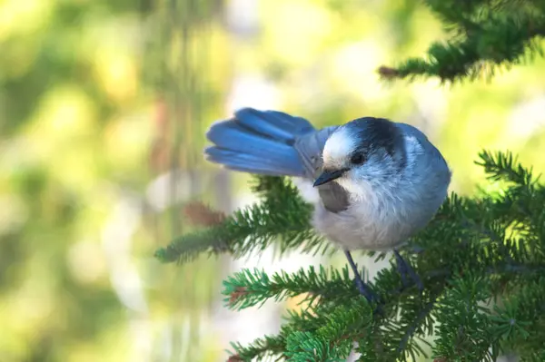 stock image Cute grey jay - Jasper