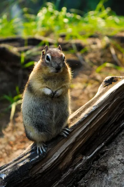 stock image Golden-mantled ground squirrel 2 - Johnston Canyon