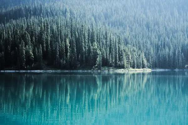 stock image Enchanted forest view on Maligne Lake