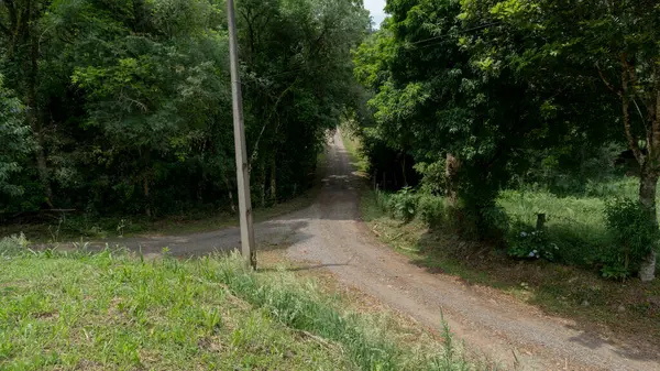 Road in a rural neighborhood with a large amount of native Brazilian vegetation