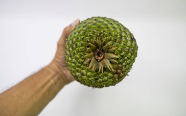 Edible pine cone seed harvested in Brazil clipart