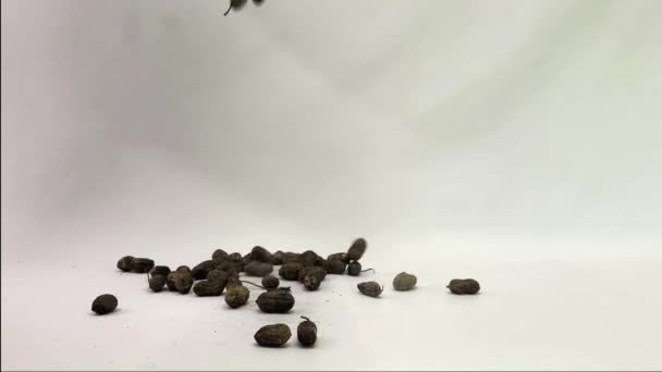 Arachides Coquille Grandes Quantités — Video