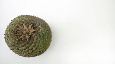 Edible pine cone seed harvested in Brazil clipart
