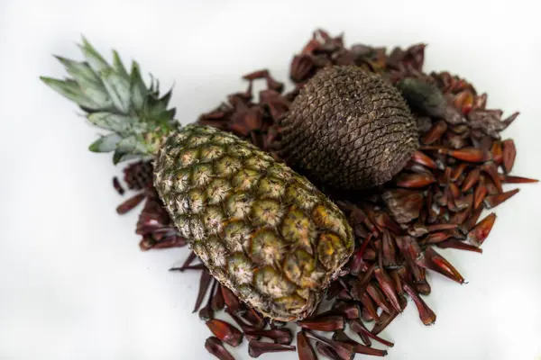 Pine cones, pine nuts in grains and Pineapple the closed fruit as well