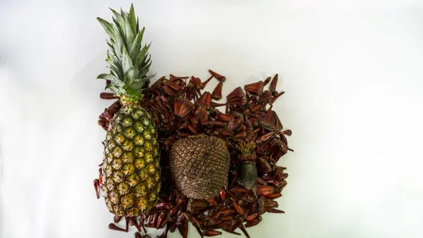 Pine cones, pine nuts in grains and Pineapple the closed fruit as well