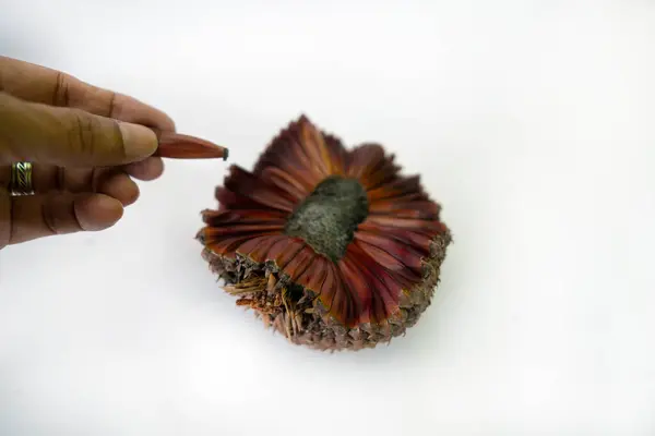 stock image Pine cones and pine nuts in grains and the closed fruit as well