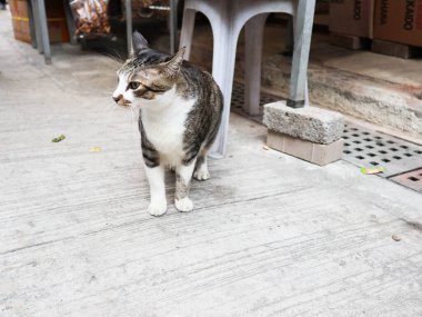 Bir tekir kedinin, kedi yavrusunun, yerdeki evcil hayvanının yanına.