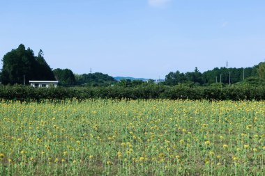 Tarım tarlasında ayçiçeği, solunda beyaz bir ev olan yeşil tarla.