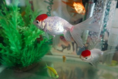 Altın akvaryumda yüzen kırmızı ve beyaz altın balıklara yakından bakın.