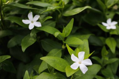 close up of three white Arabian jasmine flower with leaves plants taken in daytime clipart